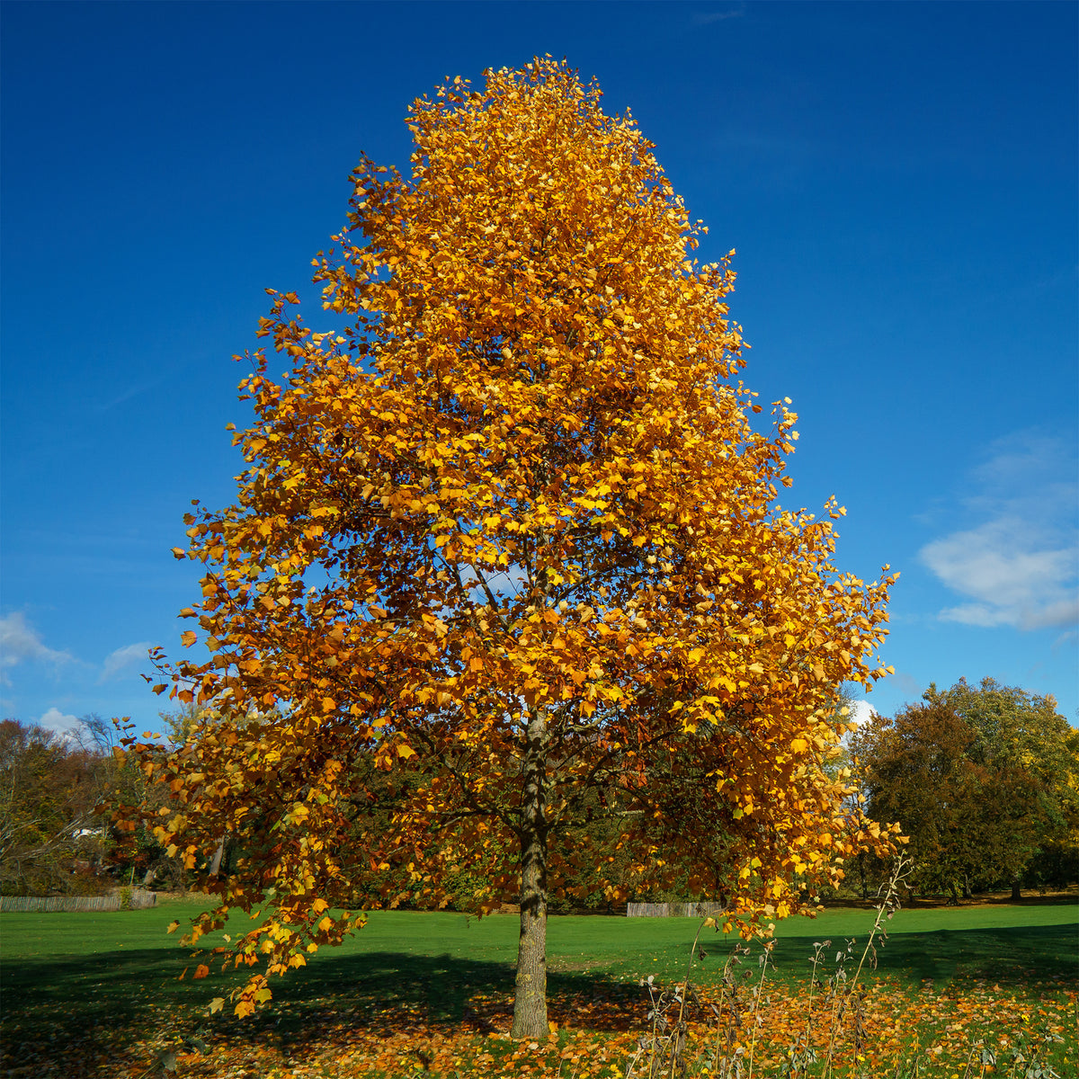 Tulpenboom - Bloeiende bomen - Bakker
