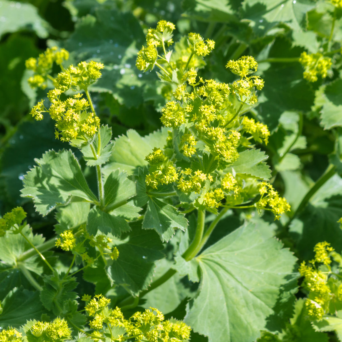 Vrouwenmantel (x3) - Alchemilla mollis - Bakker