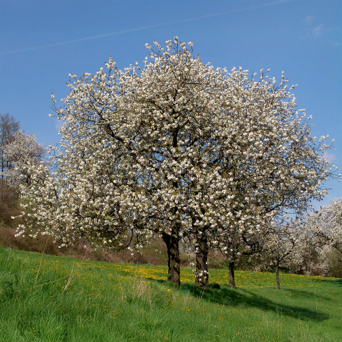Prunus avium - Zoete Kers - Bloeiende bomen