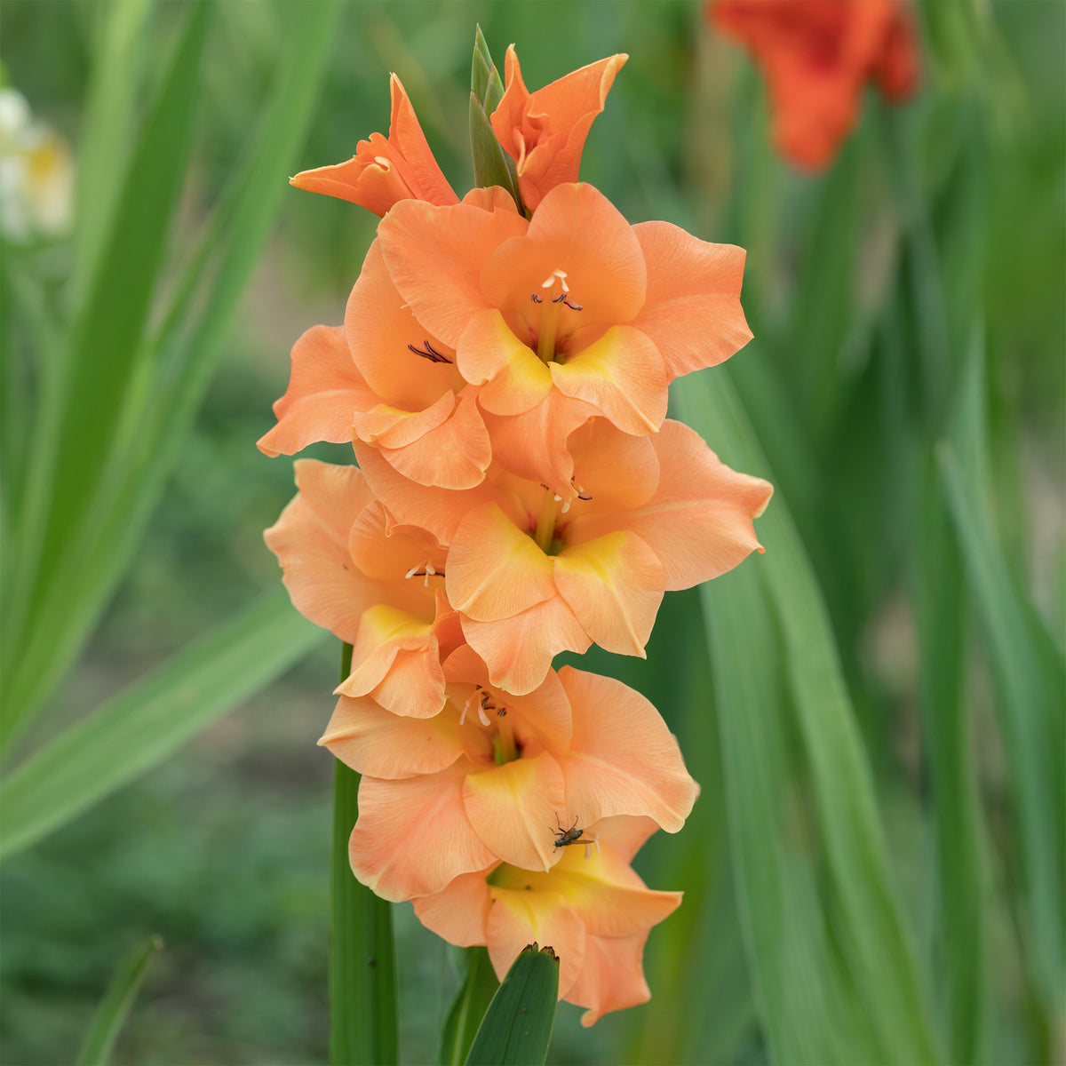 Gladiolus Cornelli - Gladiolen hybride grootbloemig Cornelli (x15) - Gladiolen