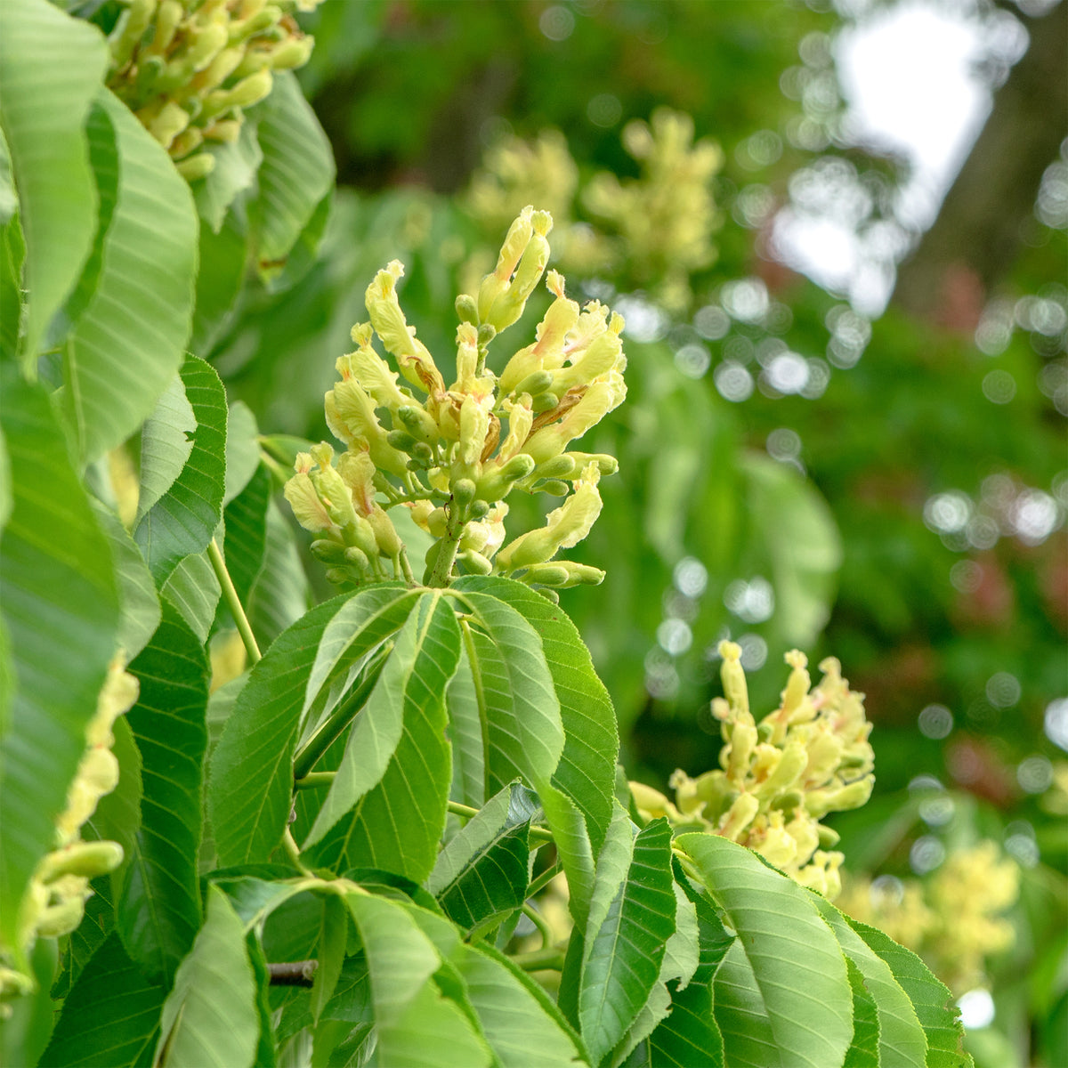 Paardenkastagne 'Autumn Splendor' - Aesculus x arnoldiana Autumn Splendor - Bakker