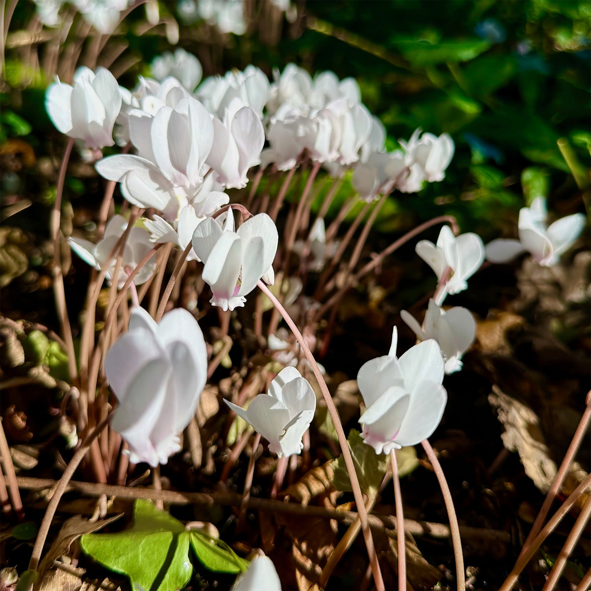 Alpenviooltje - Cyclamen hederifolium Album - Bakker
