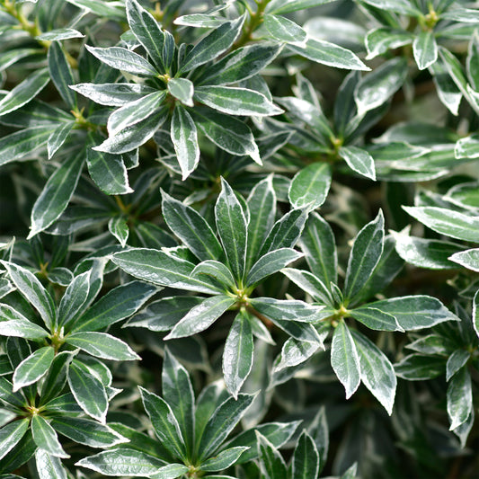 Rotsheide 'Ralto Rose®' - Bakker