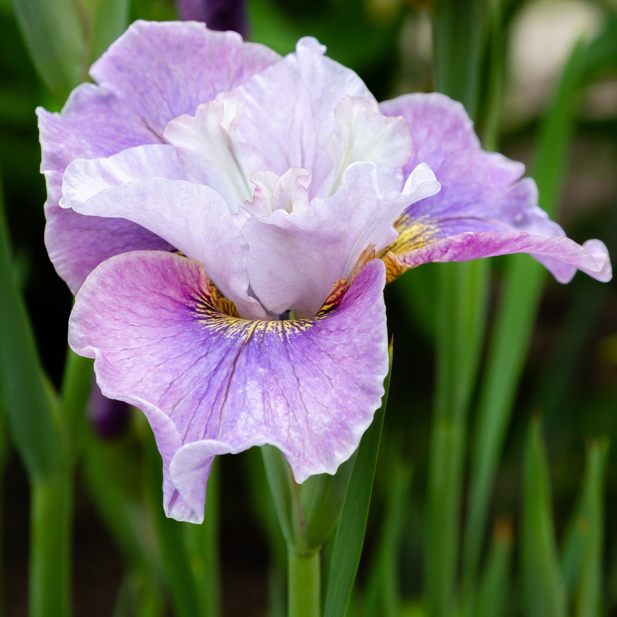 Iris sibirica Dance Ballerina Dance - Siberische lis Dance Ballerina Dance - Iris sibirica - Siberische lis