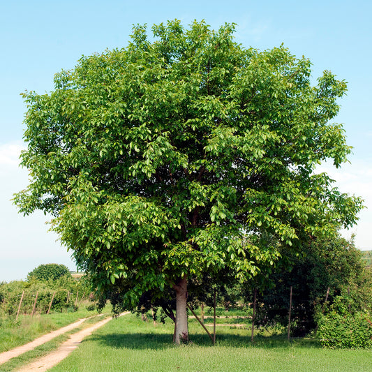 Walnotenboom Buccaneer - Bakker