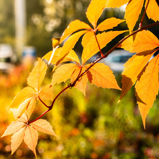 Wilde Wingerd Yellow wall® - Bakker