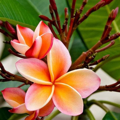 Tempelboom Frangipani Plumeria 'Bordeaux' Rood-Paars - Plumeria Rubra Bordeau - Bakker