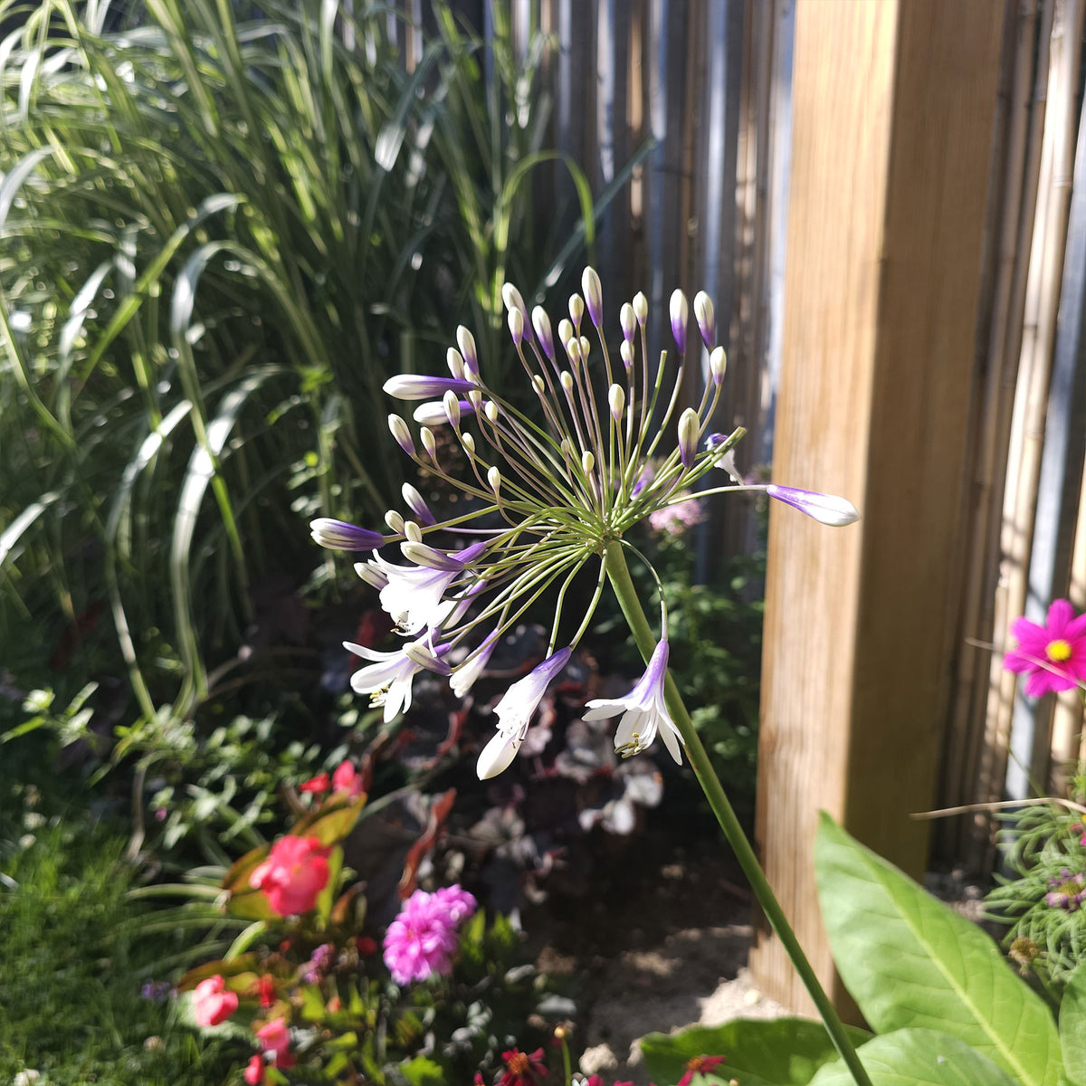 Verkoop Afrikaanse lelie 'Twister' - Agapanthus Twister