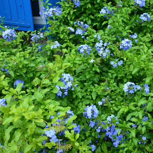 Dentelaire du Cap Donkerblauw/Plumbago Donkerblauw - Bakker