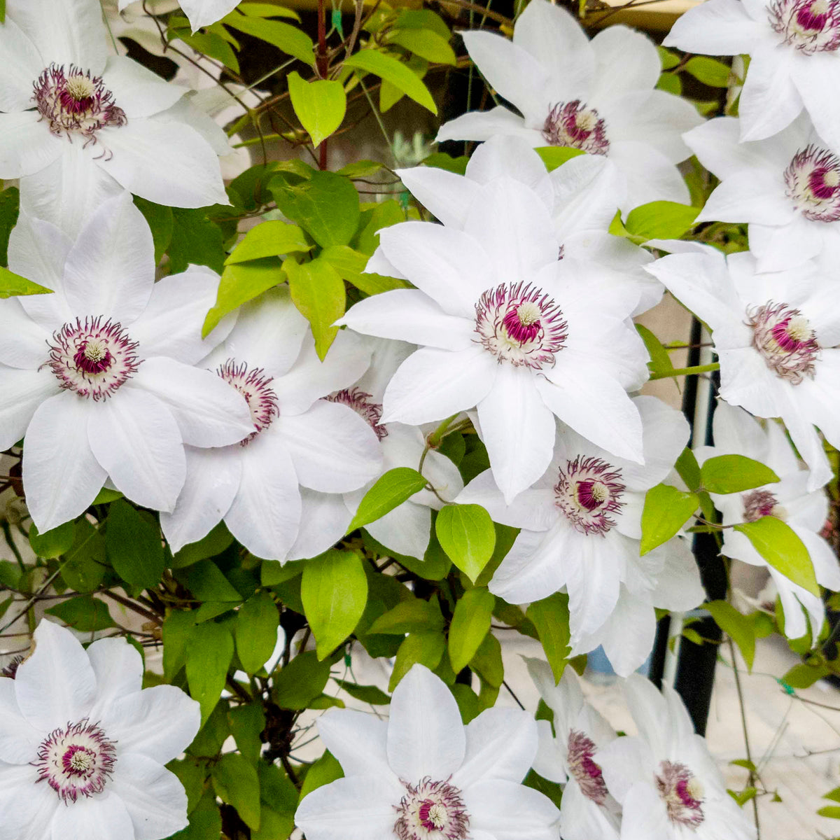 Verkoop Clematis Collectie: Ville de Lyon, Miss Bateman Ville de Lyon, juffrouw Bateman, voorzitster (x3) - Clematis Ville de Lyon, Miss Bateman, Président