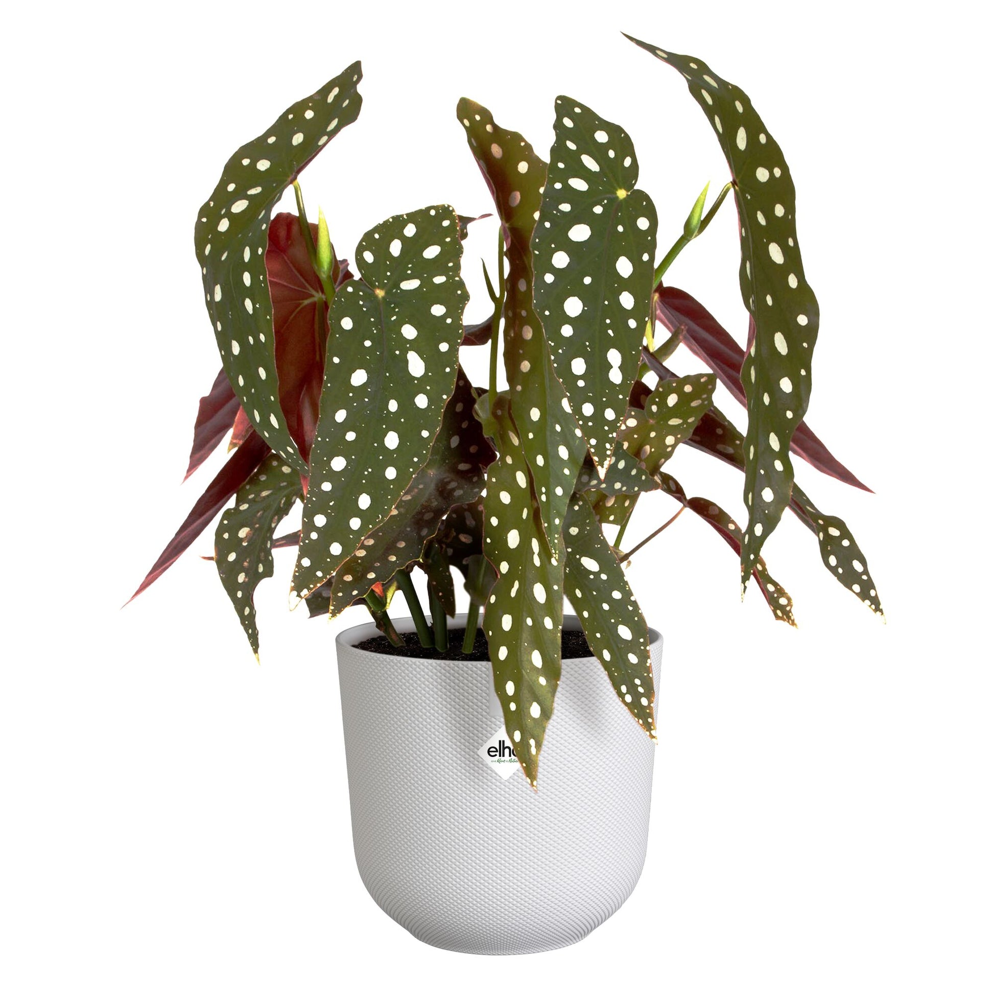 Verkoop Bloempot Jazz wit ELHO