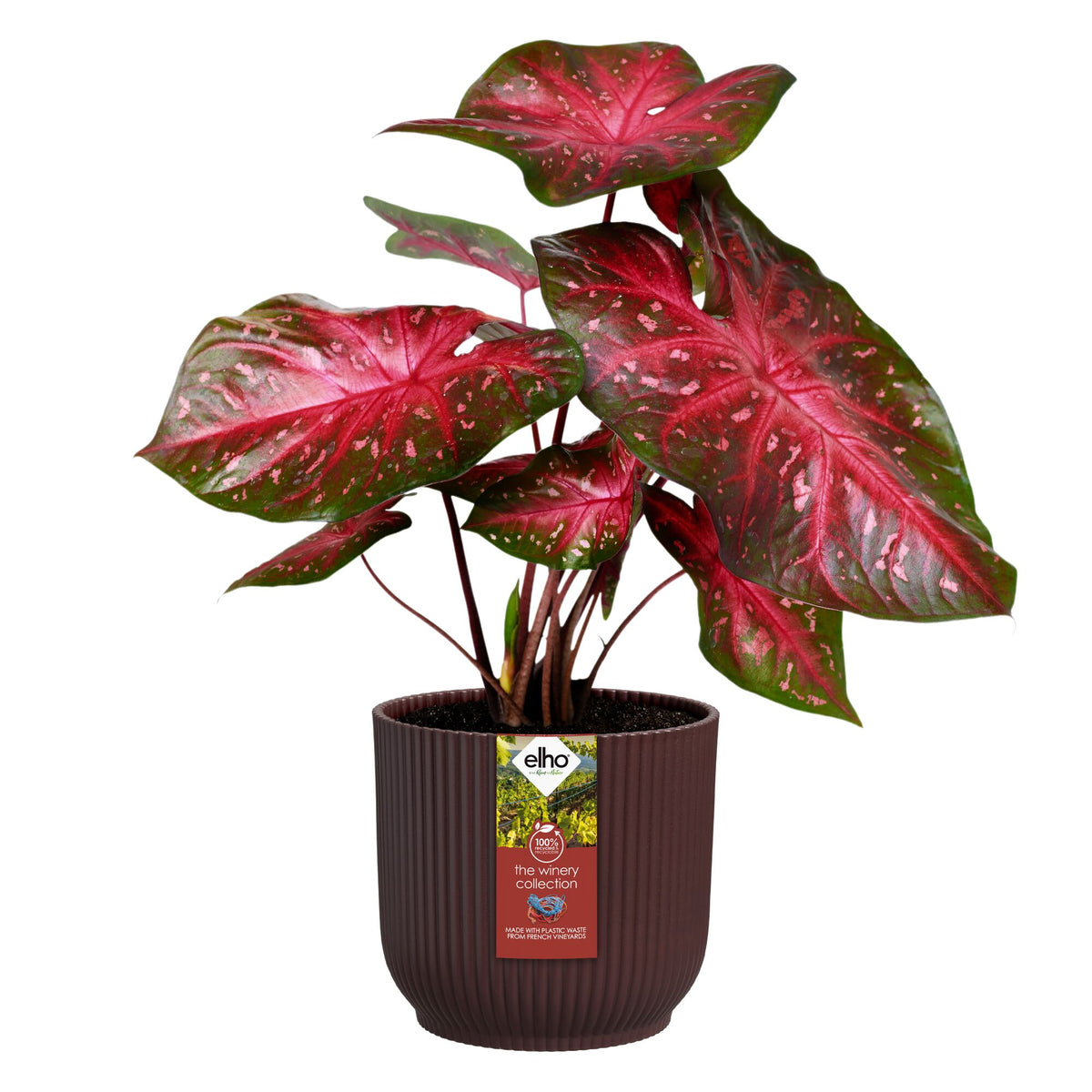 Elho Bloempot The Winery collection Bordeaux rood - - Bakker