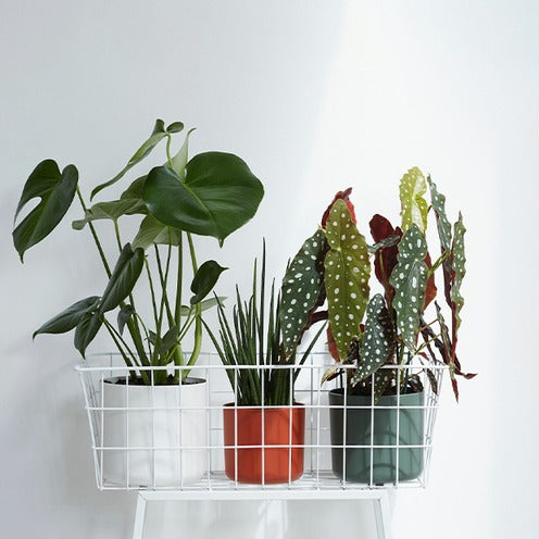 Elho Bloempot B for soft rond - brique - - Bakker