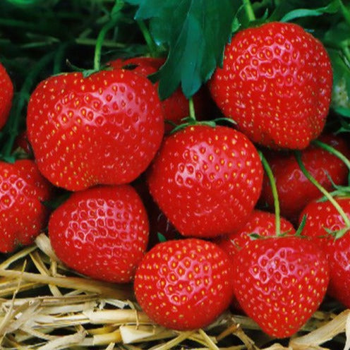 Aardbei plant 'Elsanta' - Bakker