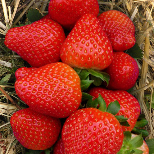 Fragaria x ananassa Sonata - Aardbei plant 'Sonata' - Aardbei