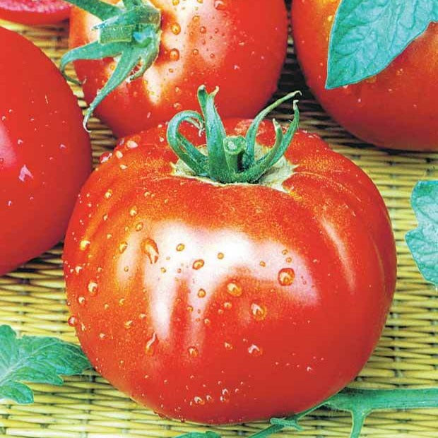 Verkoop collectie van zaden voor de moestuin