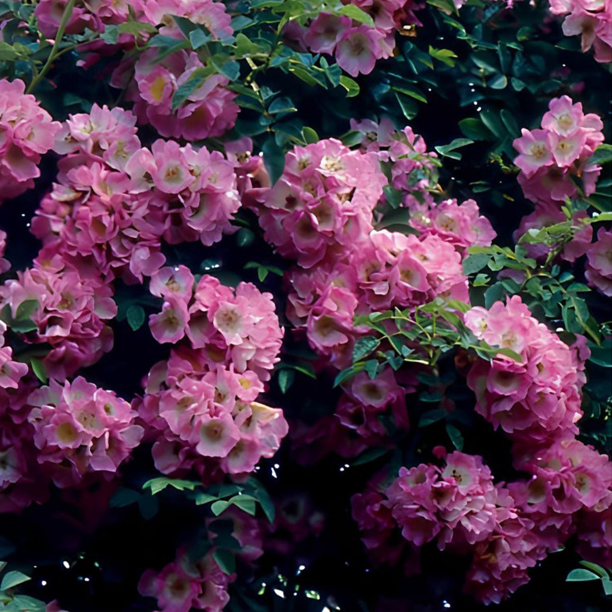 Rozen Mix 'Petite Duchesse' + 'Immensee' (x2) - Rosa x wichuraiana Petite Duchesse , Immensee - Bakker