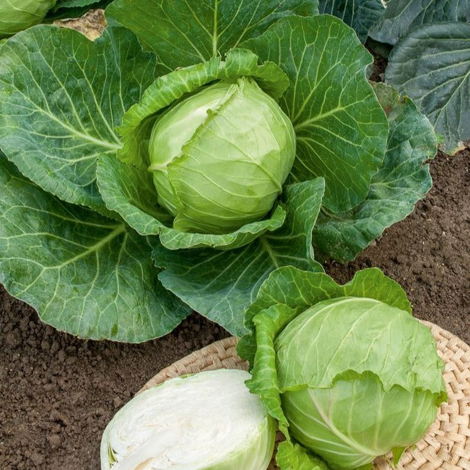 Savooiekool 'Cantasa F1' | De biologische zaden Savooiekool 'Cantasa F1' | De biologische zaden