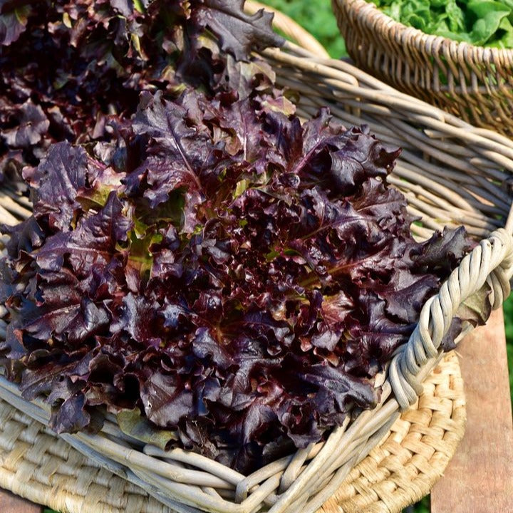 Eikenbladsla 'Red Salad Bowl' - Lactuca sativa red salad bowl - Bakker