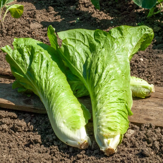 Wilde Cichorei Suikerbrood - Bakker