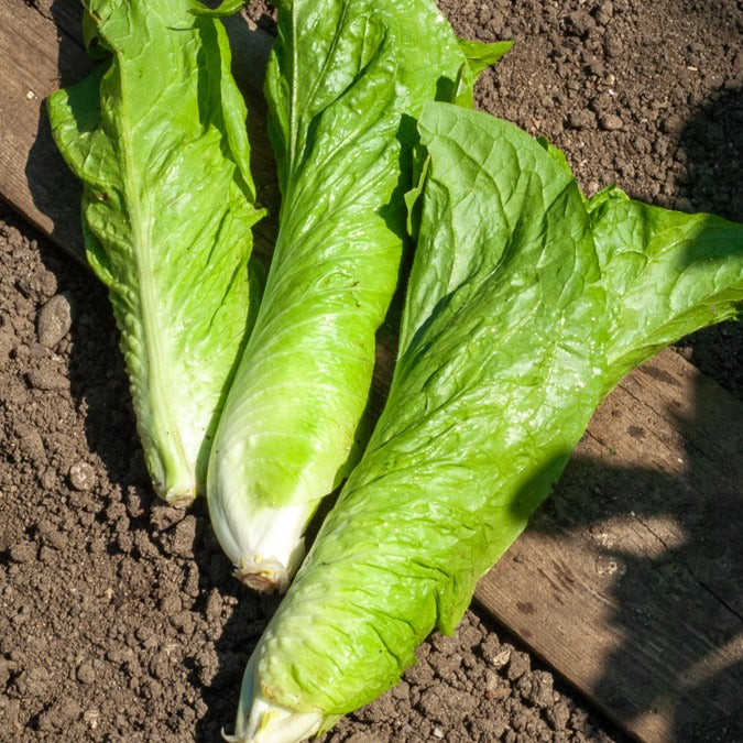 Wilde Cichorei Suikerbrood - Cichorium intybus améliorée pain de sucre - Bakker