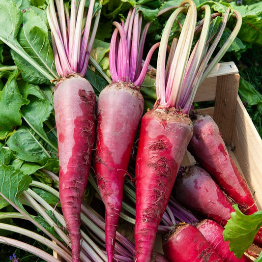 Rode biet 'Géante rouge' - Bakker