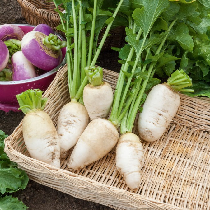 Zaden Raap Brassica rapa dur d'hiver