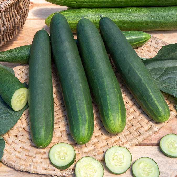 Komkommer 'Tanja' - Cucumis sativus tanja - Bakker