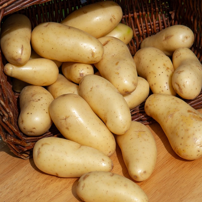 Aardappel 'Amandine' (x25) - Solanum tuberosum amandine - Bakker