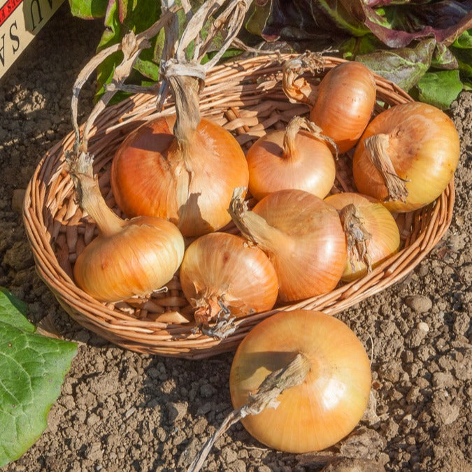 Gele ui 500 gram bloembollen - Allium cepa Paille des Vertus - Bakker
