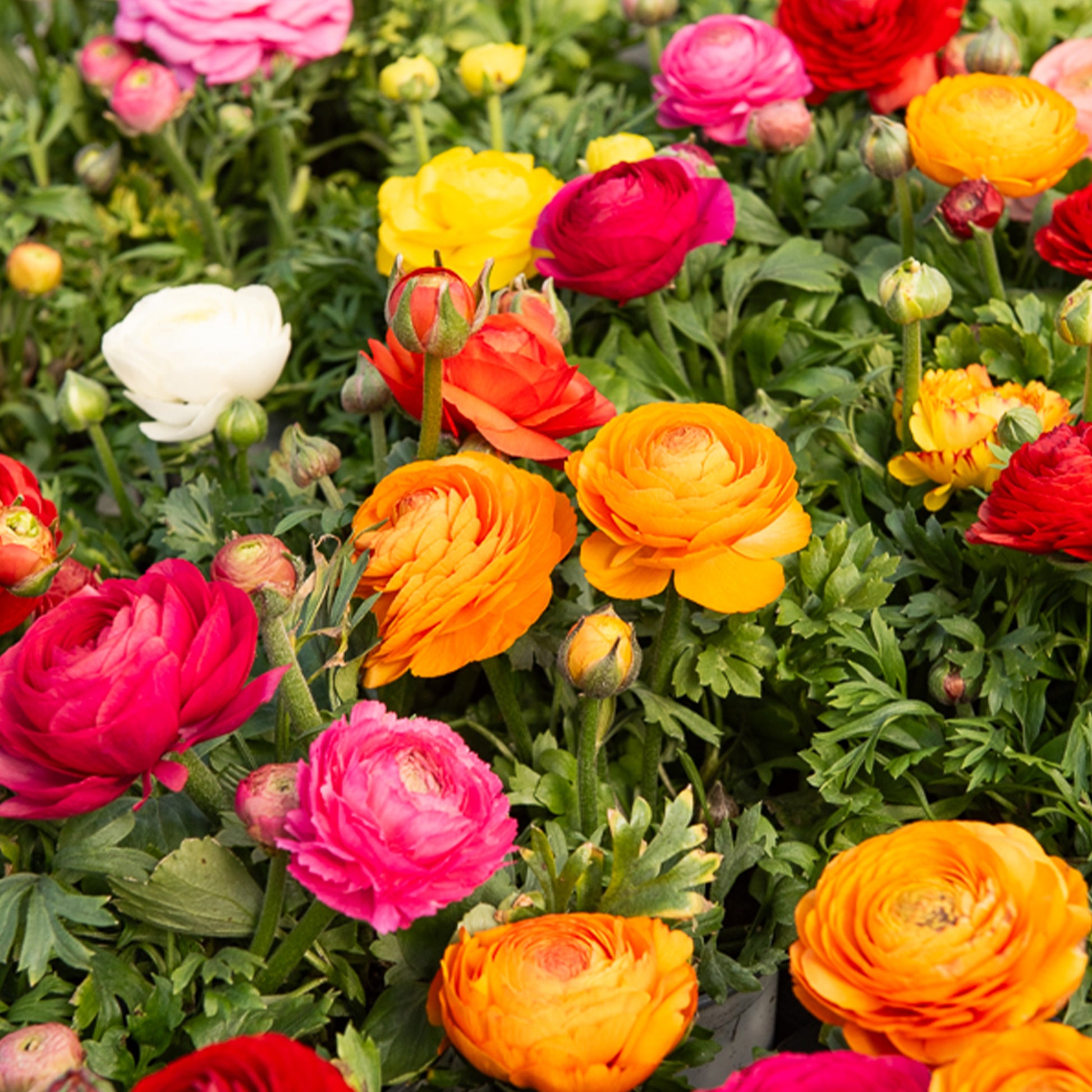 Ranonkel Mix - Ranunculus asiaticus - Bakker