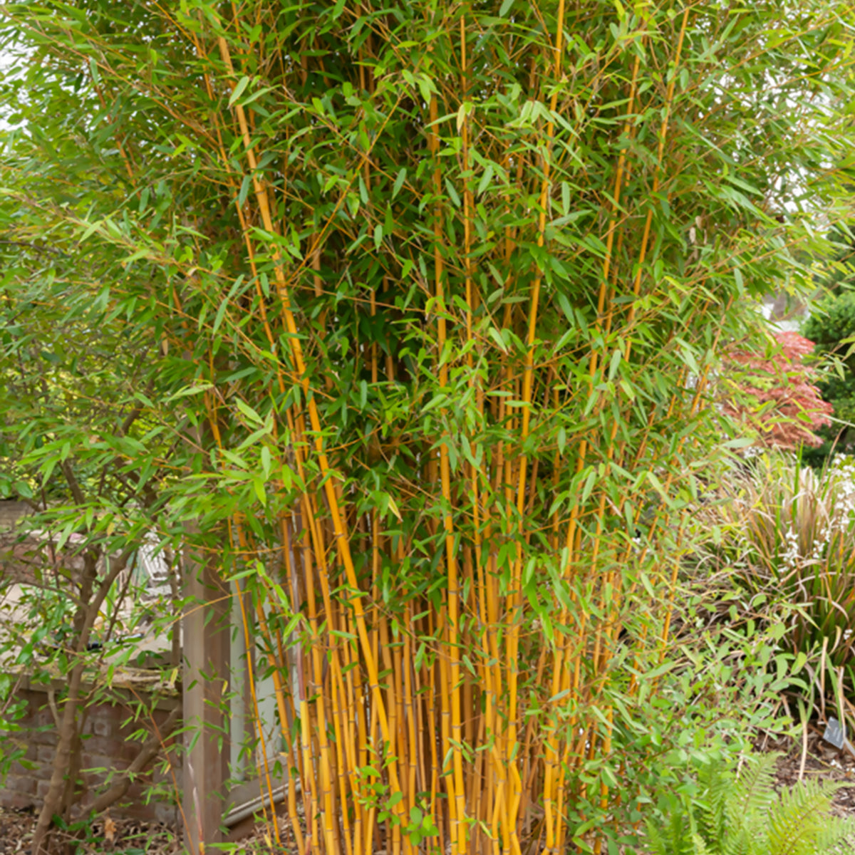 Phyllostachys bissetii, aureosulcata Aureocaulis, Fargesia scabrida Asian Wonder - Bamboe Collectie: groen, geel, rood (x3) - Bamboe
