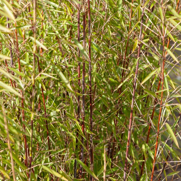 Bamboe, Reuzenkornoelje, Japanse esdoorn (x3) - Fargesia scabrida, cornus controversa, acer palmat - Bakker