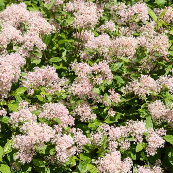 Ceanothus x pallidus marie simon - Amerikaanse sering 'Marie Simon' - Ceanothus - Californische sering