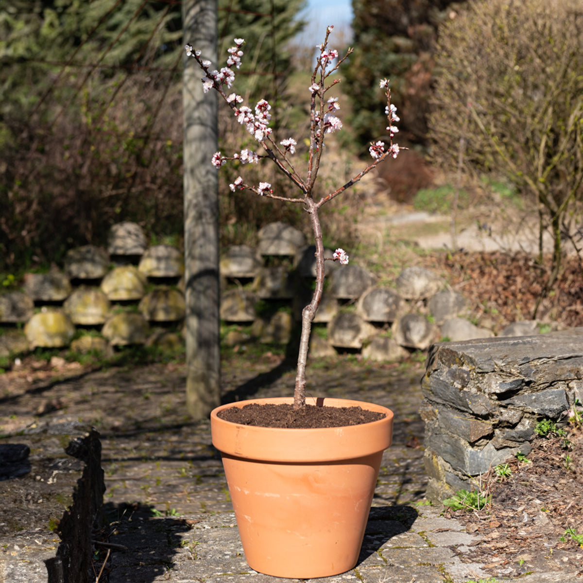 Verkoop Abrikozenboom - mini - Prunus armeniaca Aprigold