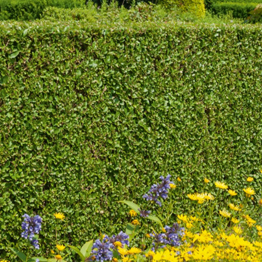 Liguster - Ligustrum ovalifolium