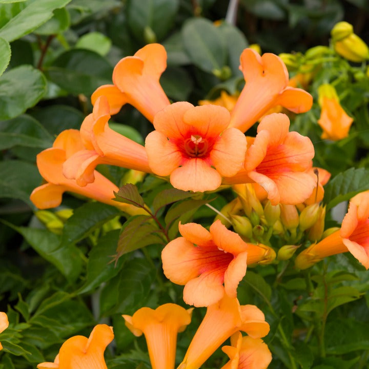 Trompetbloem 'Indian Summer' - Bakker