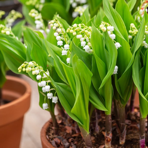 Lelietjes-van-Dalen - bordeaurood (x5) - Convalaria majalis Bordeaux - Tuinplanten