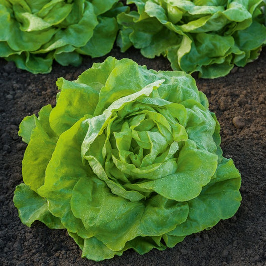 Kropsla 'Appia' - Bakker