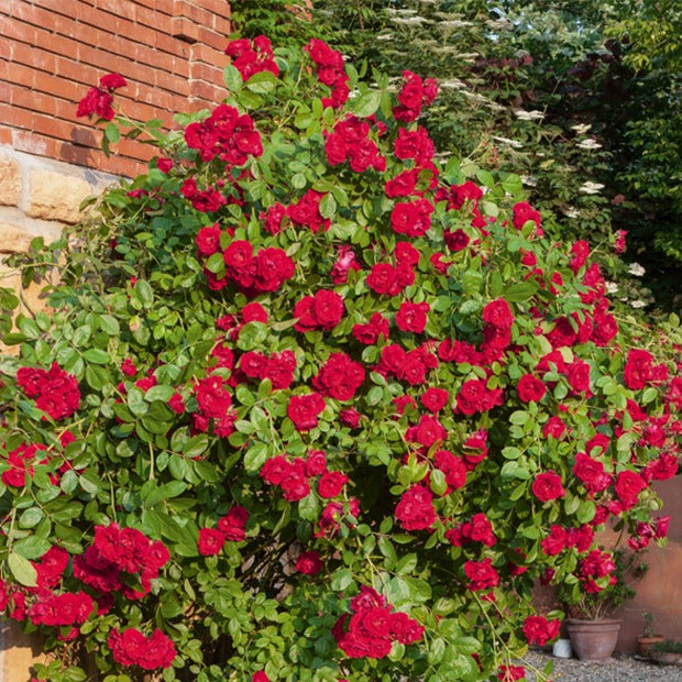 Rosa - Klimroos - rood - Klimrozen