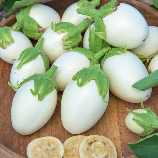 Aubergine 'Rond Wit Ei' - Bakker