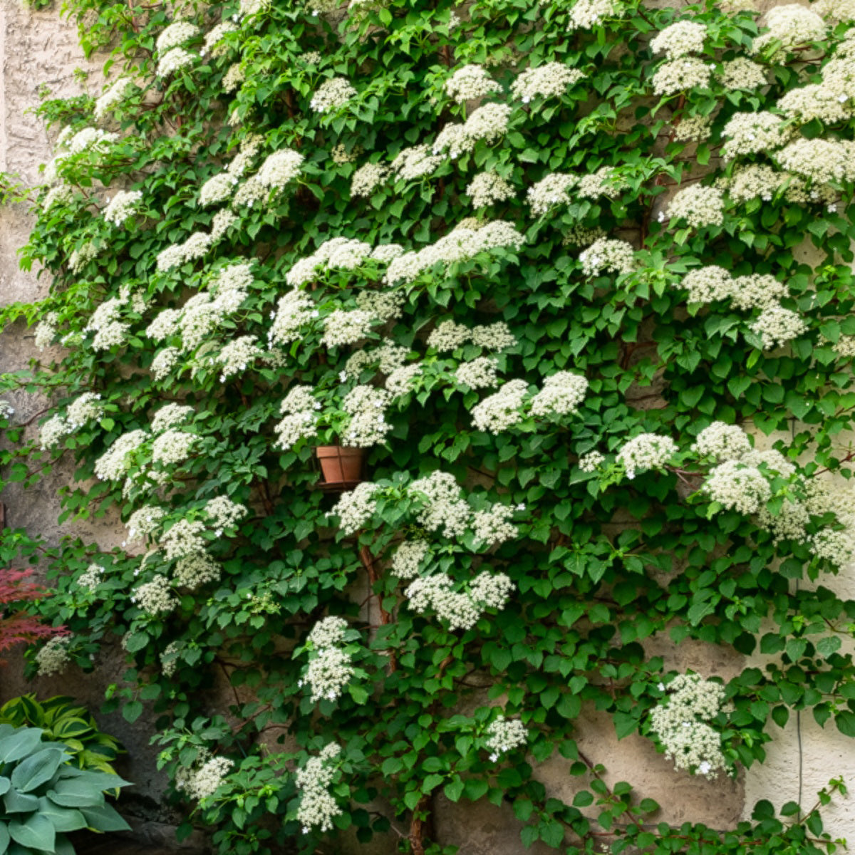 Toscaanse jasmijn, Blauwe regen, Hortensia (x3) - Trachelospermum jasminoides, wisteria, hydrangea p - Bakker