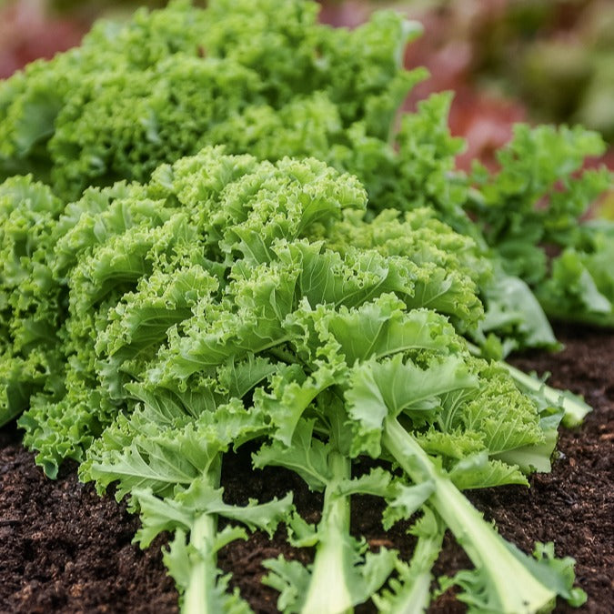 Zaden Boerenkool 'Vert Demi-Nain' - Brassica oleracea vert demi nain