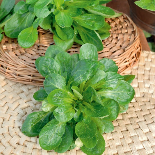 Veldsla 'Gala' - Bakker