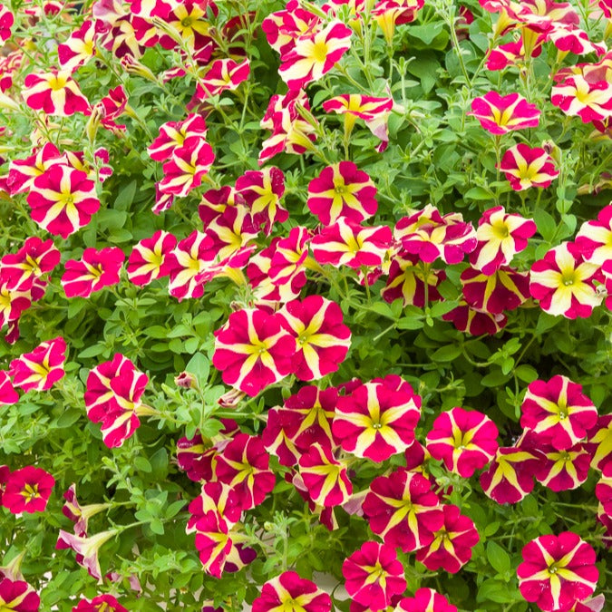 Petunia 'Amore Queen of Hearts' (x3) - Bakker
