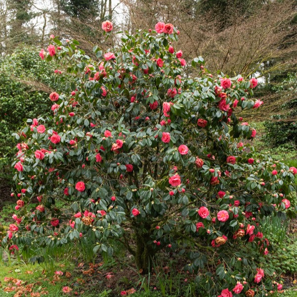 Dubbelbloemige Japanse roos - Camellia Mathotiana rosea - Bakker