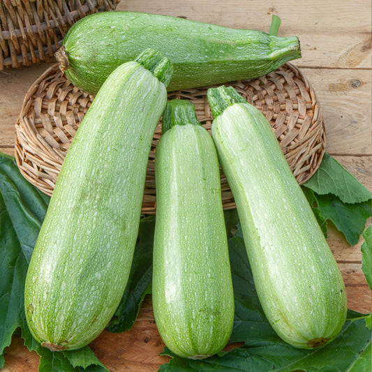 Courgette 'Grey Filler F1' - Bakker