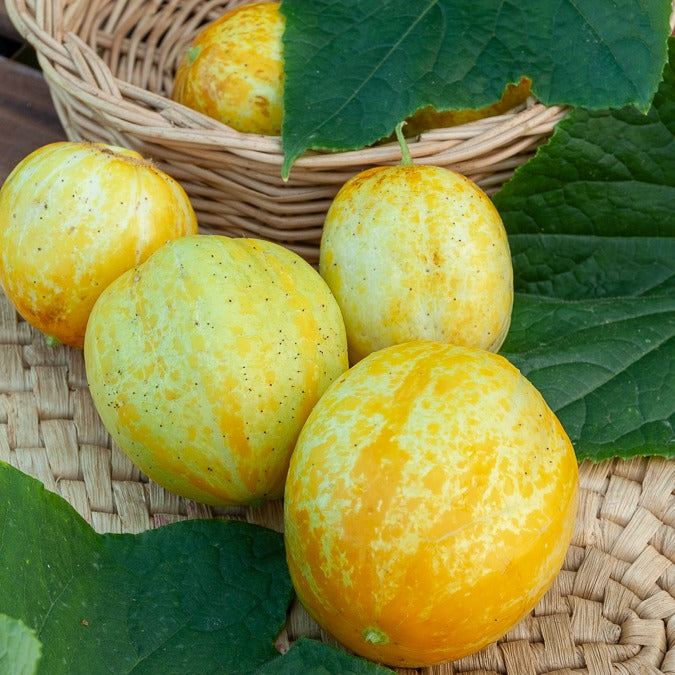 Komkommer rond Lemon Crystal Apple - Bakker