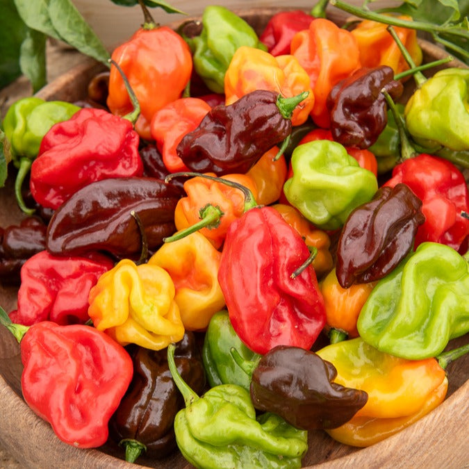 Habanero peper - Bakker