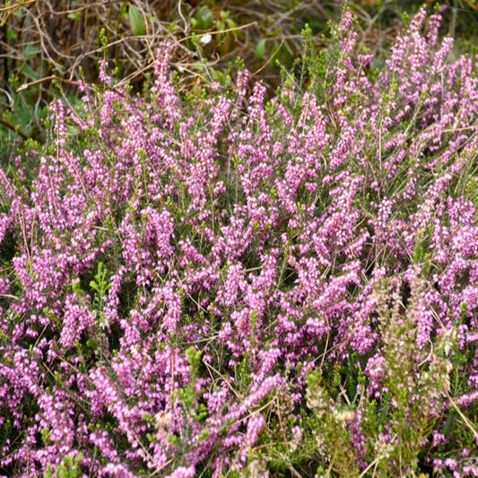 Winterheide 'Furzey' - Bakker